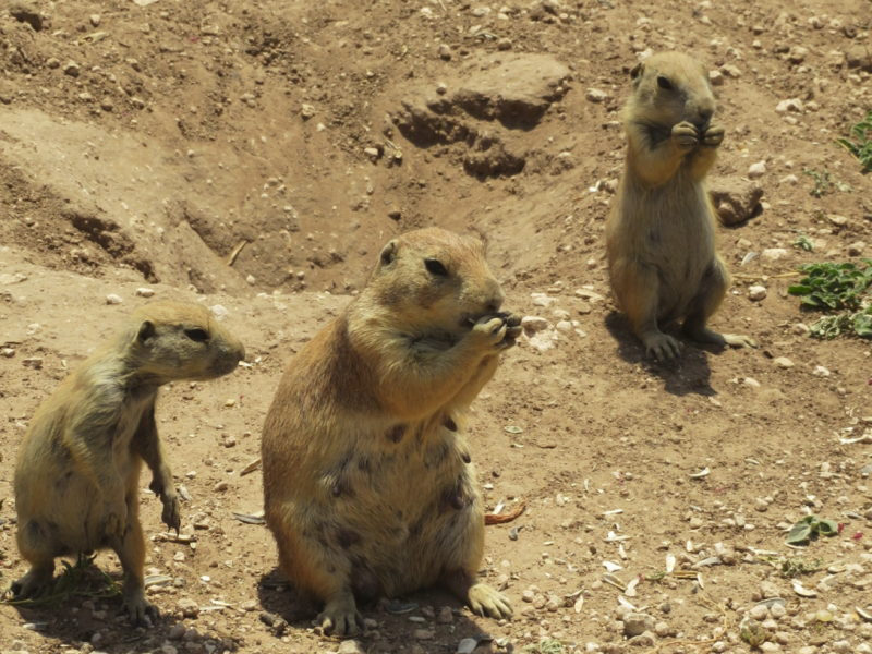 Prairie dogs may be a pest to farmers, but to tourists, they are the cutest thing ever. (Photo by Mark Stachiew)