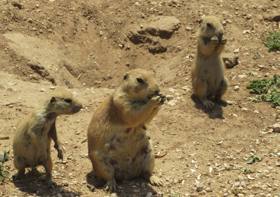 Prairie dogs may be a pest to farmers, but to tourists, they are the cutest thing ever. (Photo by Mark Stachiew)