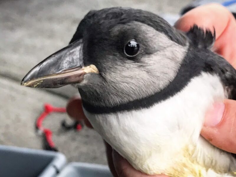 Baby puffins are known as pufflings and they don't yet have the colourful beaks that the adults are famous for. (Photo by Mark Stachiew)