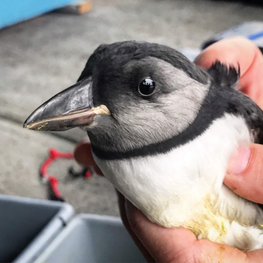 Baby puffins are known as pufflings and they don't yet have the colourful beaks that the adults are famous for. (Photo by Mark Stachiew)