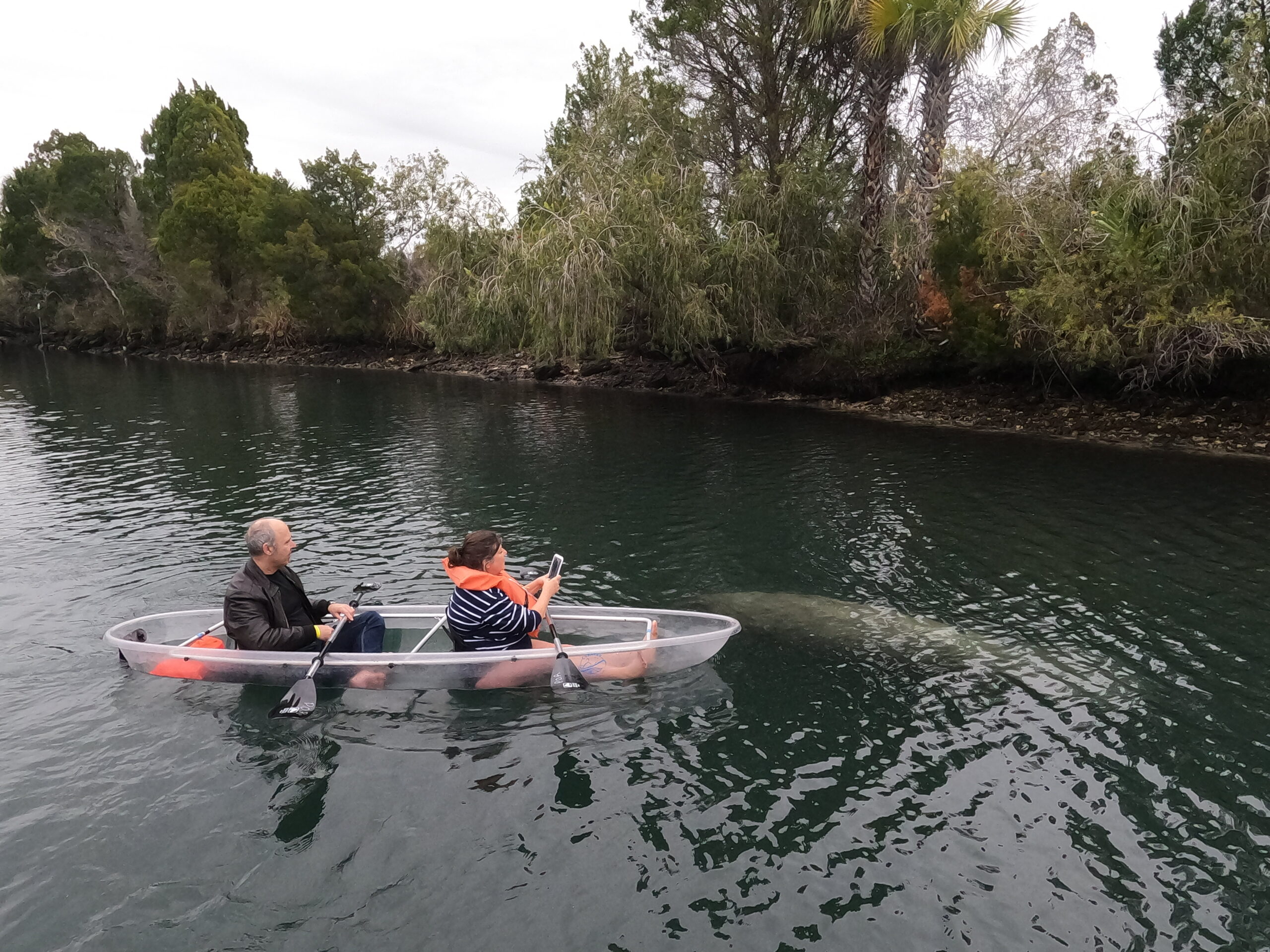 Kayaking with the manatees in Crystal River, Florida. (Handout photo)